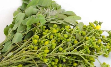 Sinameki Faydaları Nelerdir?