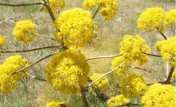 Sinameki Yağı Özellikleri ve Faydaları Nelerdir?
